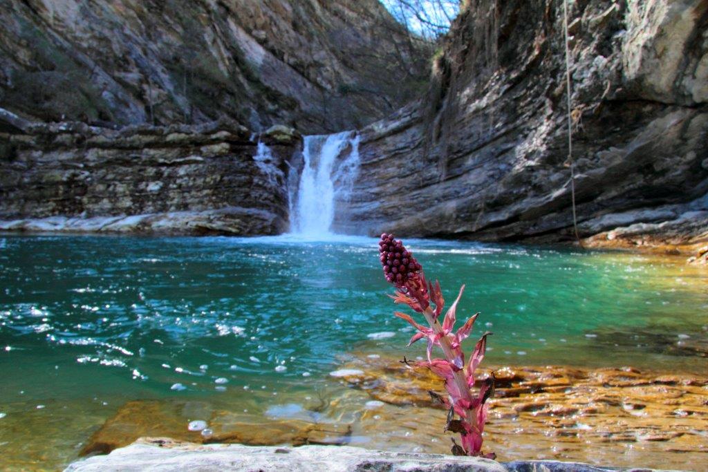 Parco Nazionale delle Foreste Casentinesi - Petasites sp.